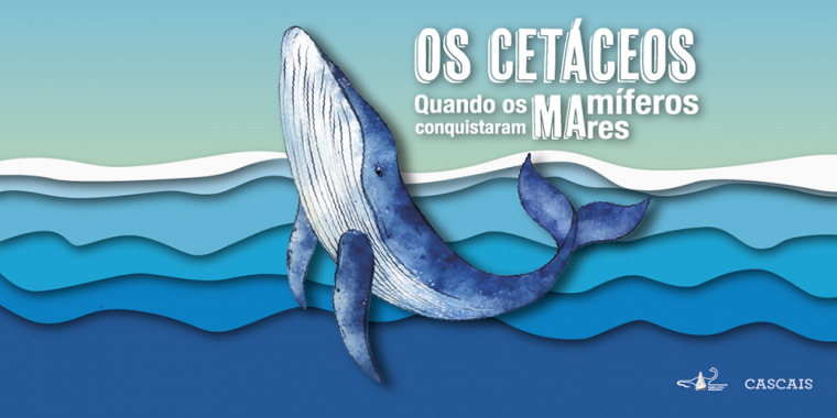 Os Cetáceos: quando os mamíferos conquistaram os mares