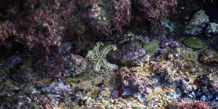 A walk in the Avencas Marine Protected Area