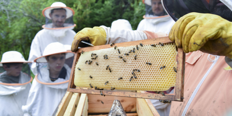 The Bee Trail